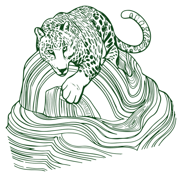 Leopard illustration